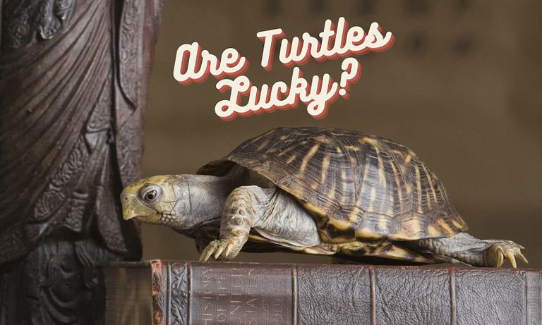 Are Turtles Lucky or Unlucky?