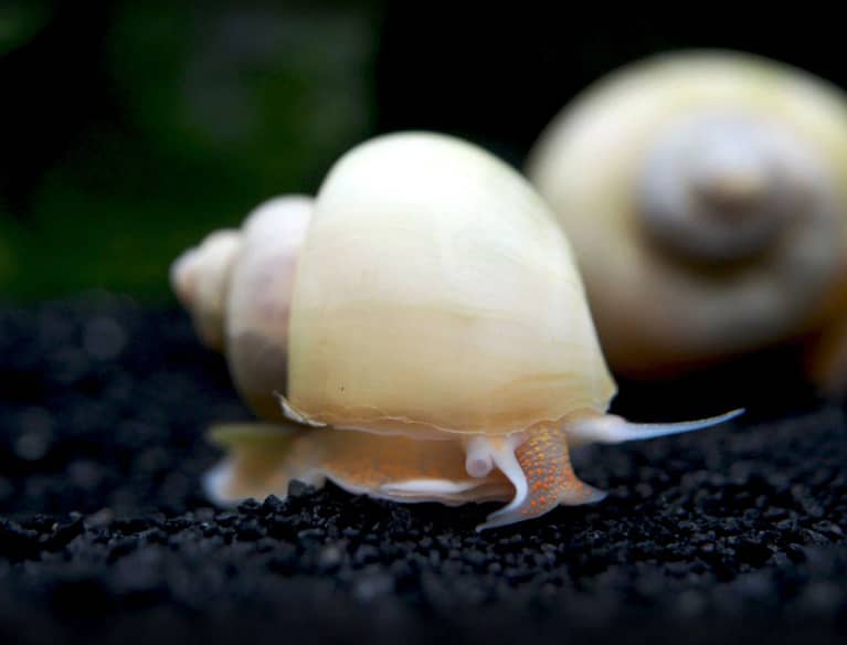Ivory Mystery Snails: Should You Add Them To Your Home Aquarium?