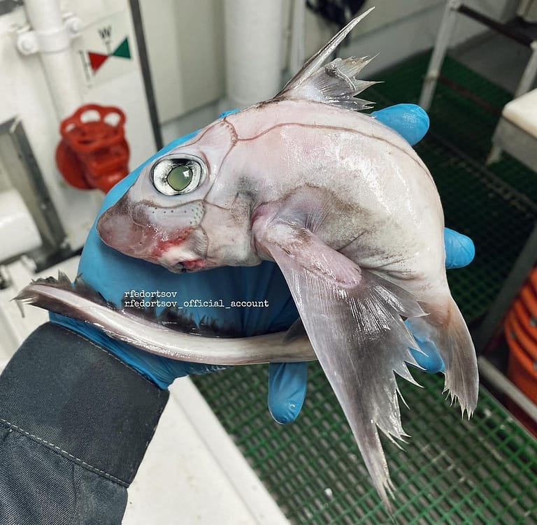 Viral Translucent White Fish: Real or Fake?
