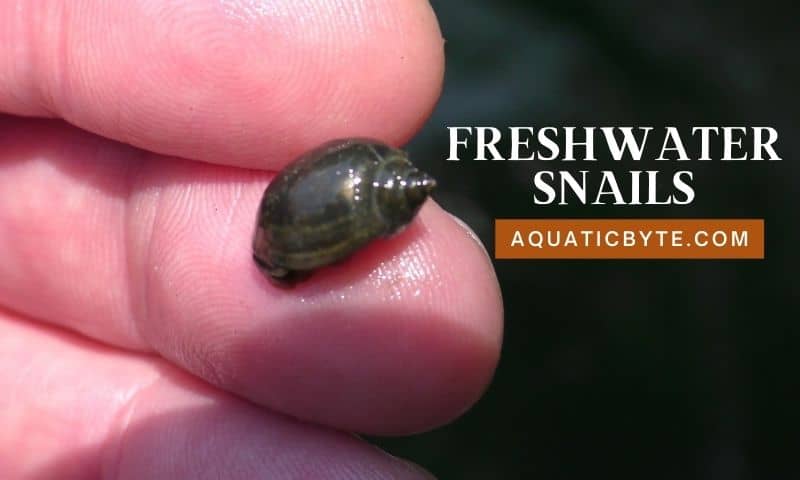 WHAT DO SNAILS EAT (FRESHWATER)?