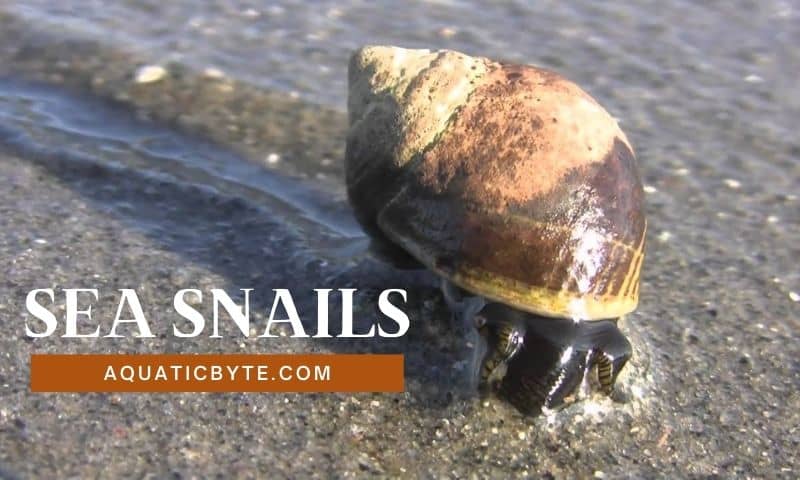 What do Snails Eat (Sea)?