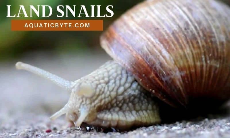 WHAT DO SNAILS EAT (LAND)?