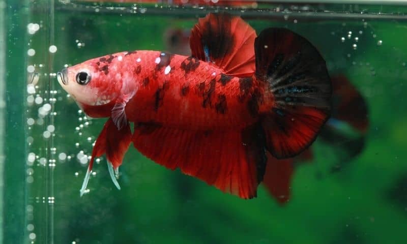 Betta Fish - Tropical Fish for Beginners
