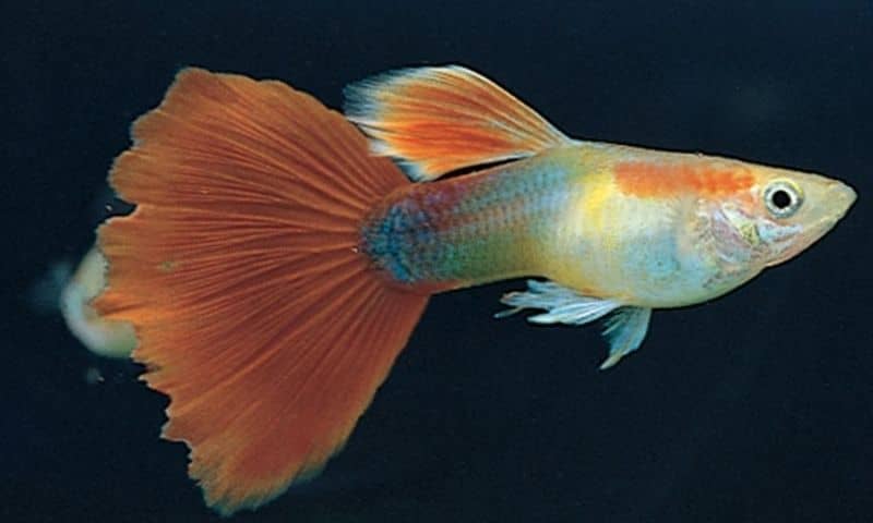 Fancy Guppy - Tropical Fish for Beginners
