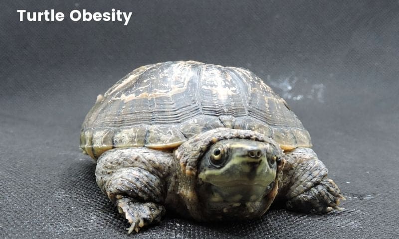 Musk Turtle Obesity