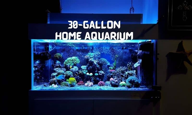 30-Gallon Home Aquarium
