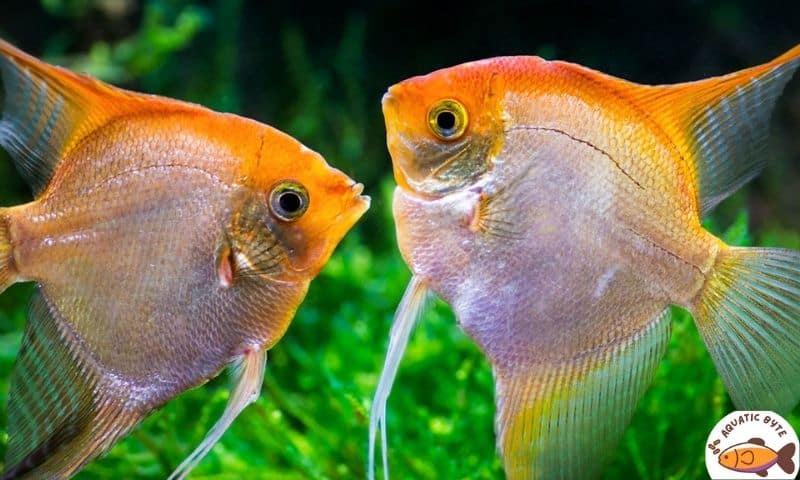 Lucky Angelfish for your Home Aquarium
