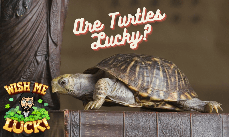 Are Turtles Lucky?